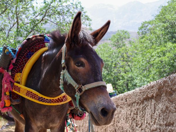 A working mule in Morocco's High Atlas Mountains