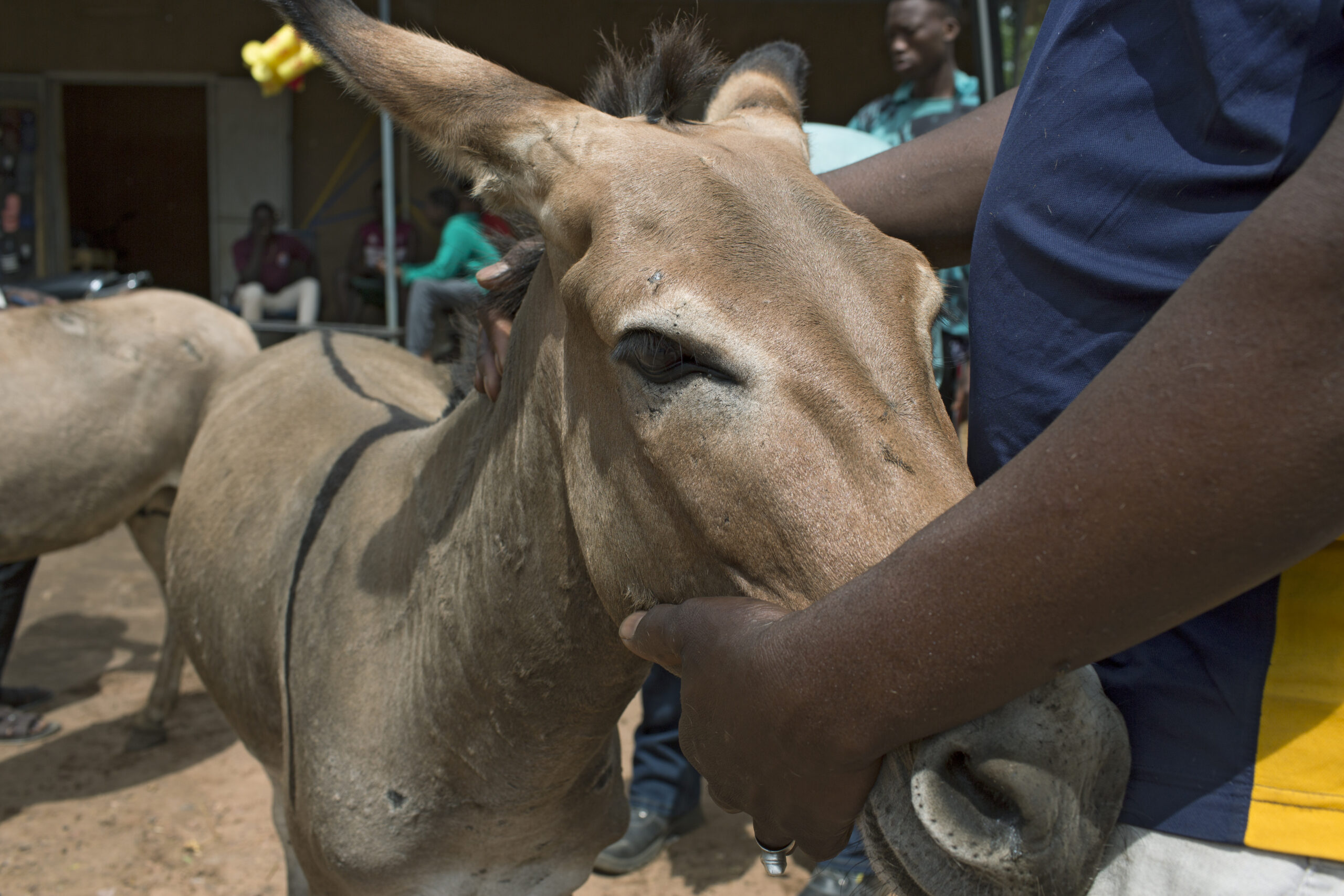 Gonvi the donkey’s SPANA check-up - Working Animals International Australia