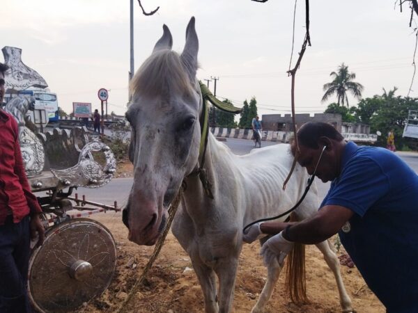 Chetak the horse was treated for pneumonia
