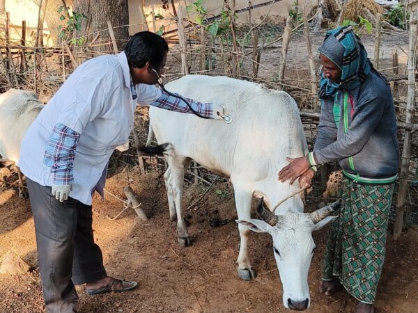 cow being treated