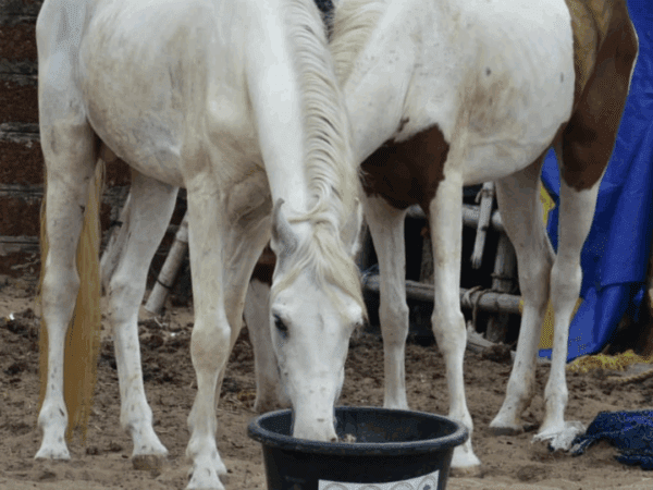 horses eating emergency feed