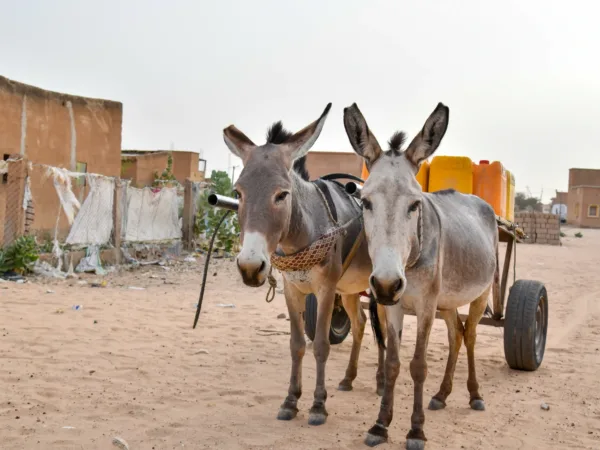 two donkeys stand harnessed to a trailer holding water cartons