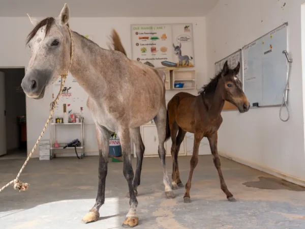 A working horse and her foal at a SPANA veterinary centre in Mauritania