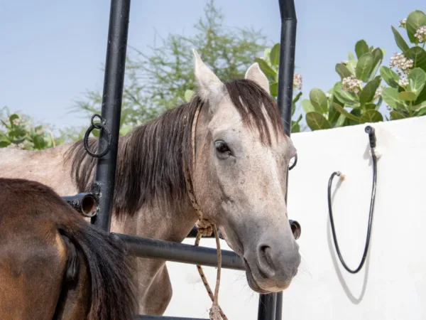 A working horse in Mauritania is treated for colic at a SPANA veterinary centre