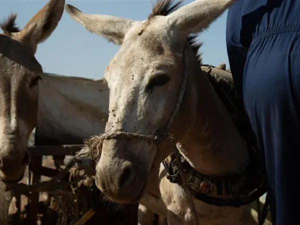 Belima the donkey stands close to the camera, with a rope nose collar around his face. To his left another donkey stands looking at the camera, and to his right is the back of a vet wearing blue overalls.