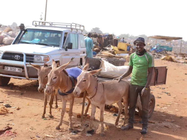 donkeys pulling a cart