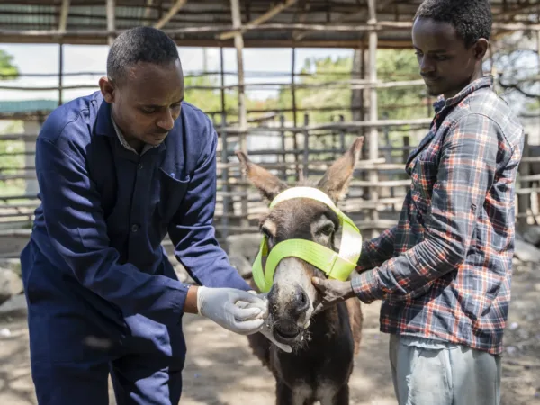 Donkey being treated for a respirtatory infection