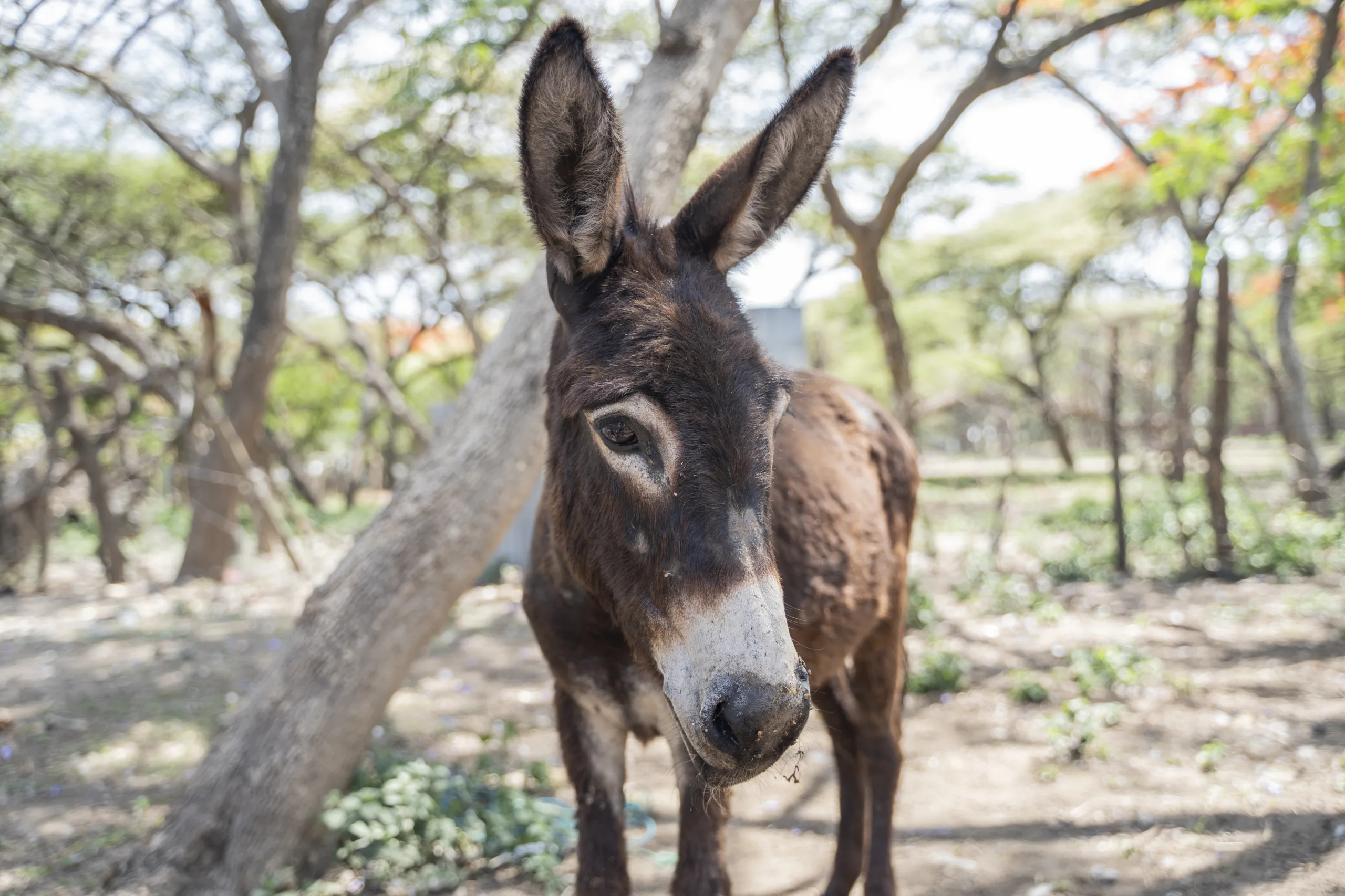 Welcome to Working Animals International