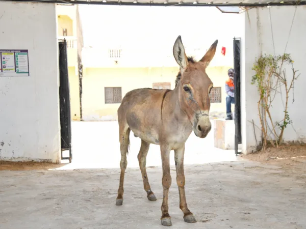 A donkey waiting to be treated at a clinic