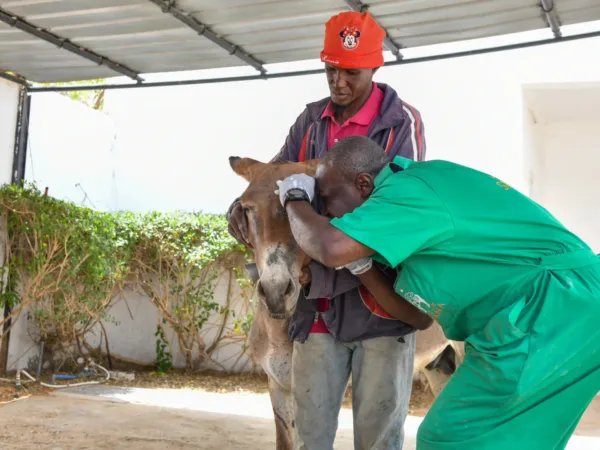 Fyaz the donkey being treated for an ulcer in his eye