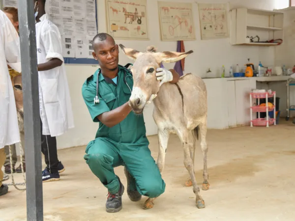 A lady stands in front of three camels in the Sahara Desert as she participates in a trek to raise funds for SPANA.
