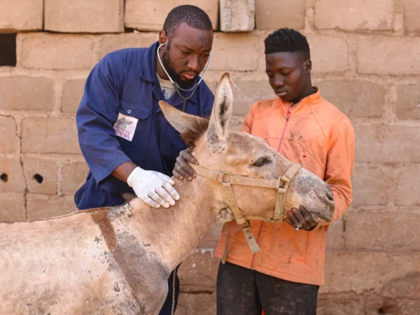 Fidele being treated by a Working Animals International vet