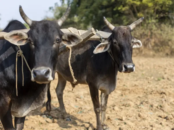 two black oxen stand looking to the camera