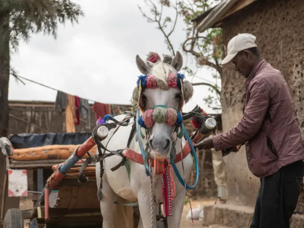 Every day, working animals across the world help with critical jobs to get people where they need to go. Without these animals, communities would not be able to access schools, hospitals and markets – particularly in areas where using vehicles is virtually impossible due to poor road infrastructure or unaffordable costs of fuel and repairs. Yet despite the essential role they play, access to the care they need is often out of reach. But at Working Animals International, we won’t let them be overlooked. By working alongside a network of partners around the world, we’re increasing access to essential veterinary care for working animals in need. We are also supporting owners as they develop the knowledge and skills to look after their animals with confidence and care. We’re creating lasting change for working animals, promoting long-term solutions. This includes campaigning for better welfare standards, providing animal welfare education to schoolchildren, and helping communities prepare and respond to emergencies so they can provide urgent relief to animals in crisis. Together, we’re building a world where the animals working to get people where they need to go are given the care they need, too.