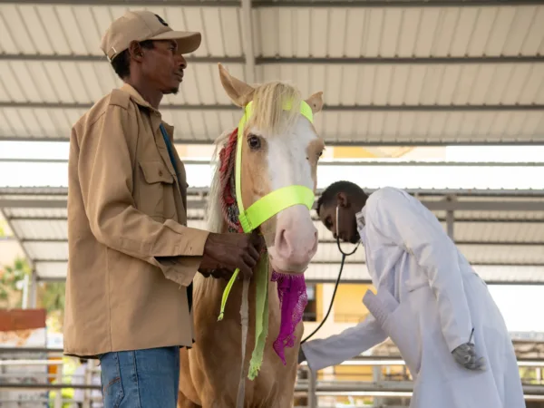 Just a reminder that I am linking to the Morocco, Ethiopia, Zimbabwe and India country pages on the campaign pages so it would be great to have those checked for any SPANA references!