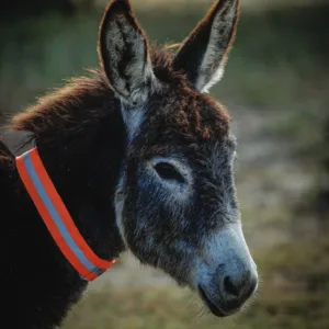 Reflective Headcollar Gift