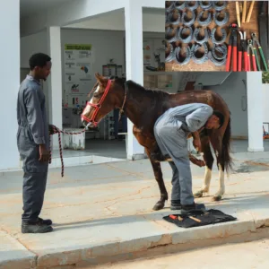 Fund a farrier