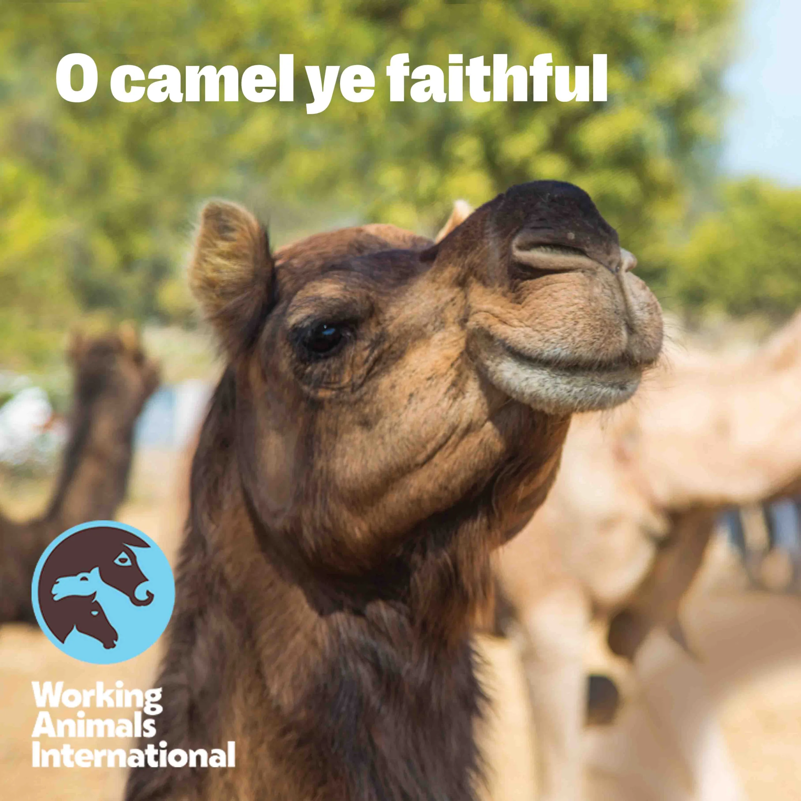 O Camel Ye Faithful