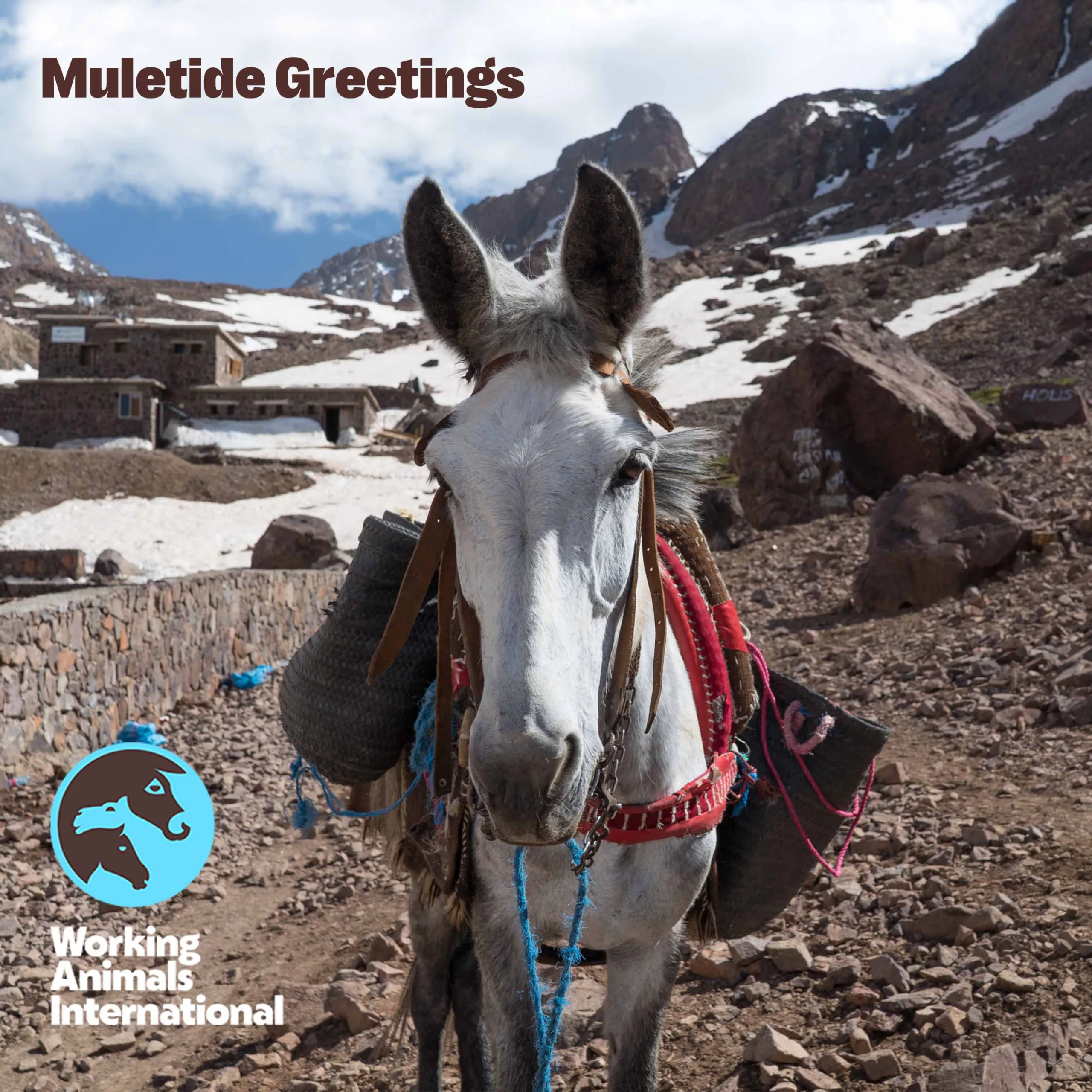 Muletide Greetings