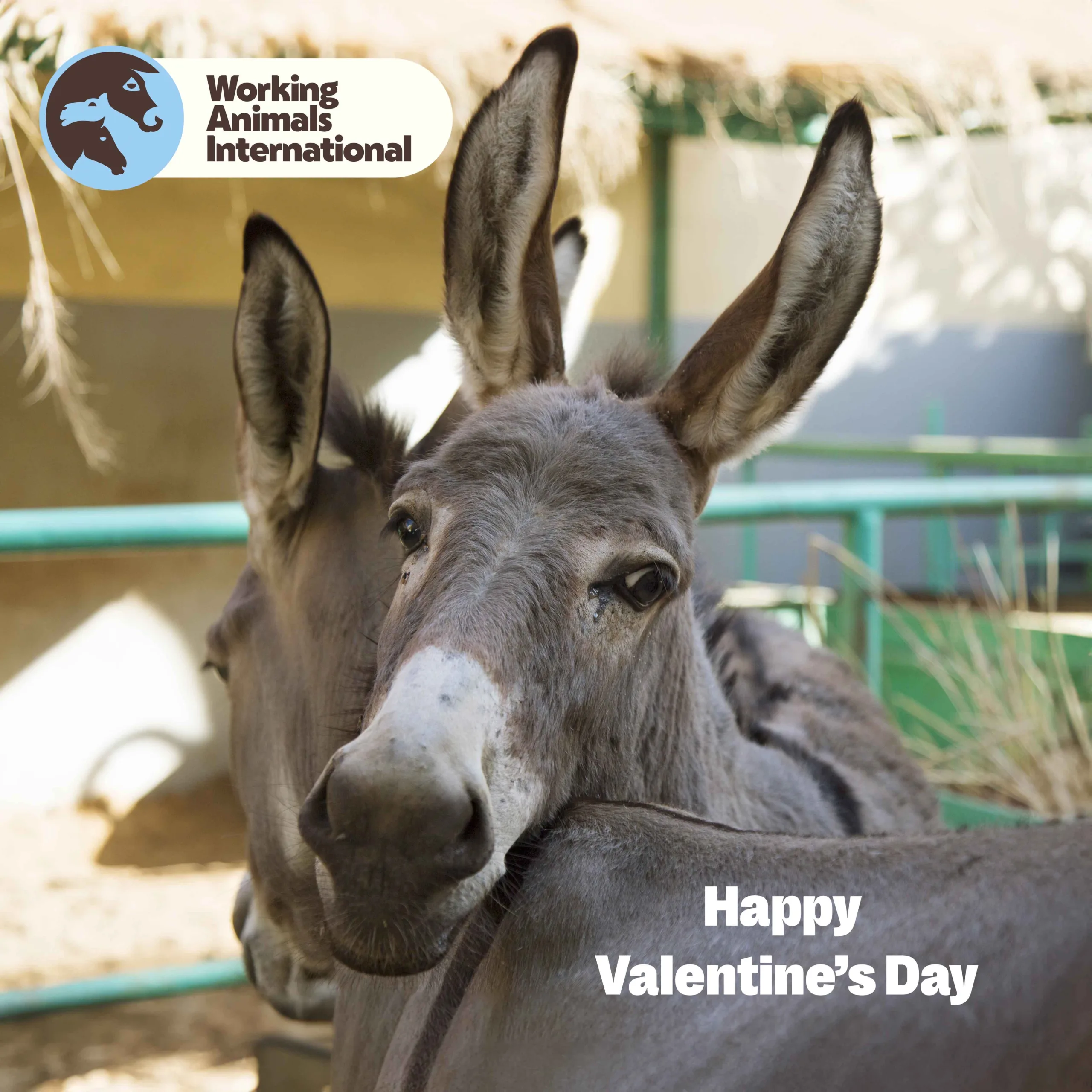 Donkey - Valentine's Day