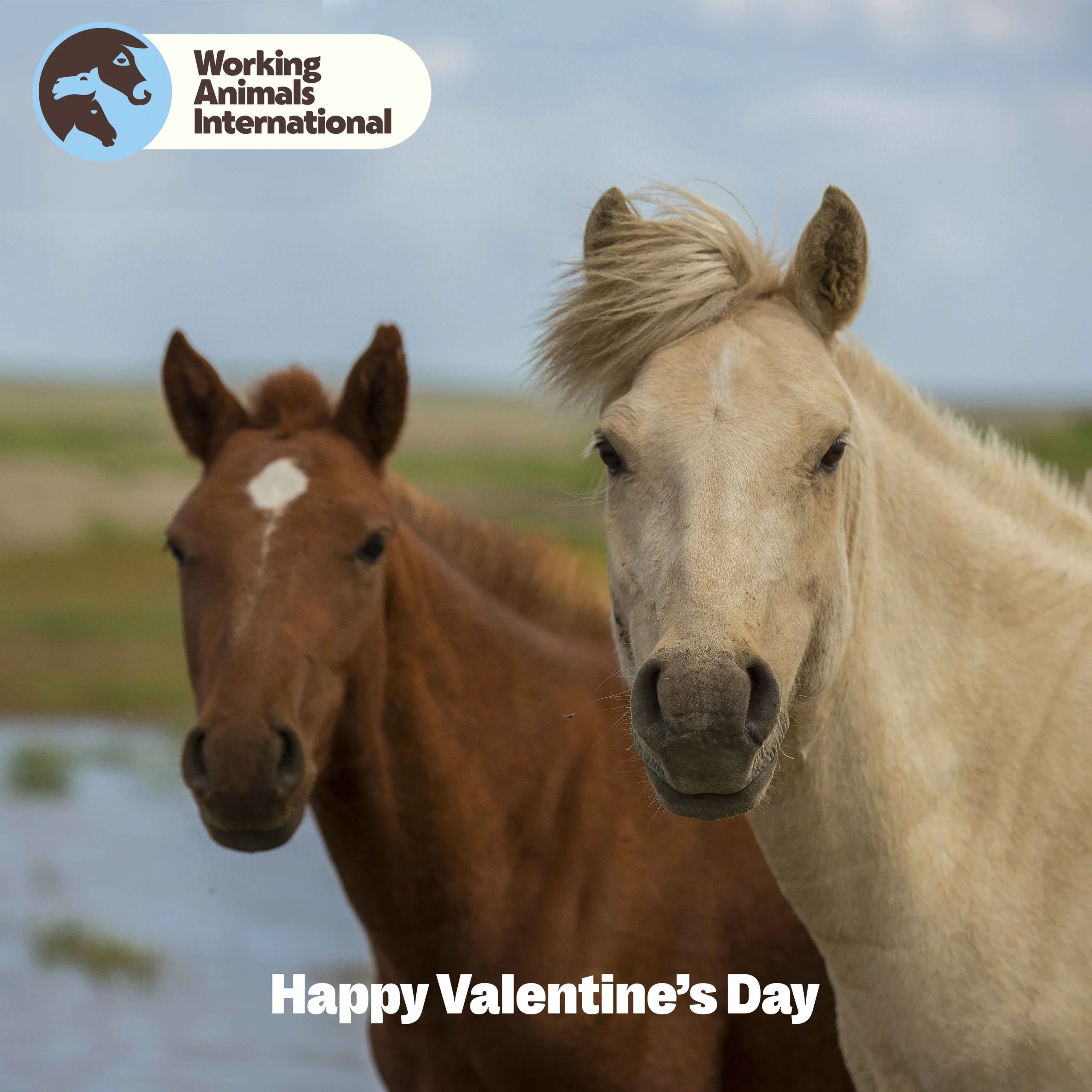 Horses - Valentines Day