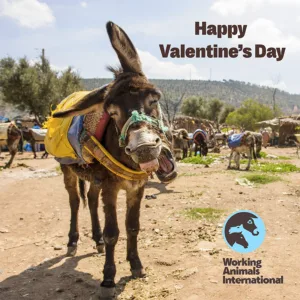 Valentines Day E-Card