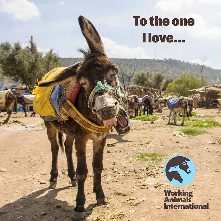 Mule - The One I Love