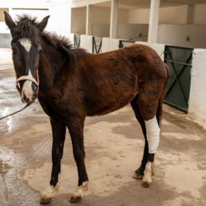 Brown horse with leg bandage in stable
