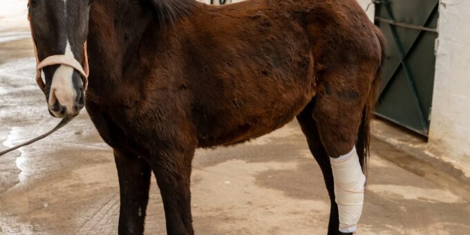 Brown horse with leg bandage in stable