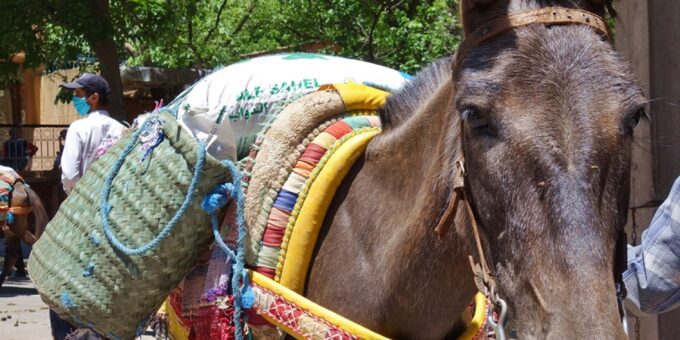 A mountain mule wearing a saddle.
