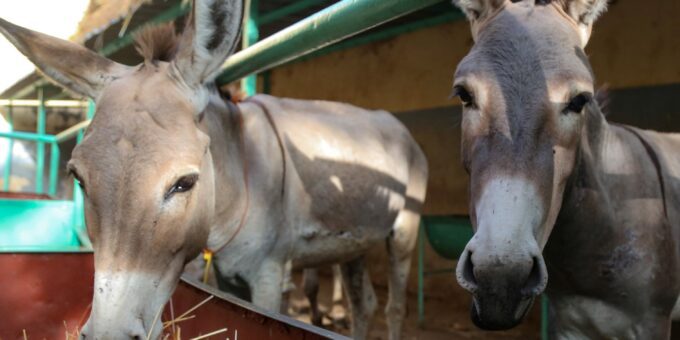 Two donkey's eating hay out of a trough.