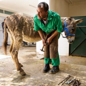A donkey having its hooves trimmed by a skilled farrier.