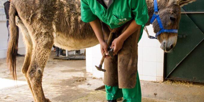 A donkey having its hooves trimmed by a skilled farrier.