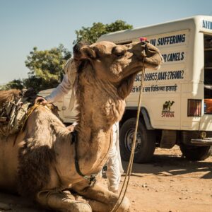 Camel sitting next to a vet ambulance