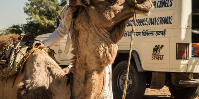 Camel sitting next to a vet ambulance