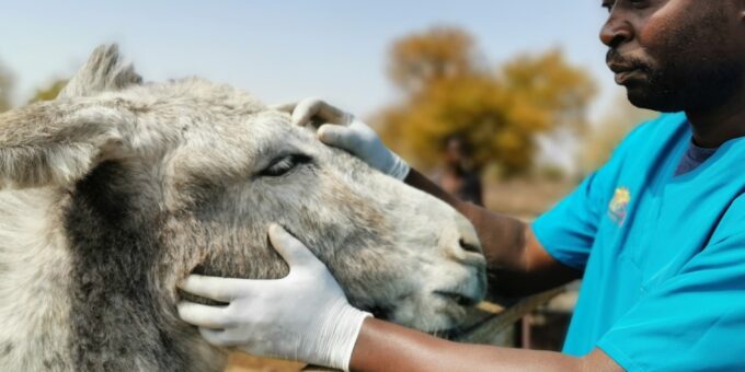 Grey donkey having its eye examined by a vet