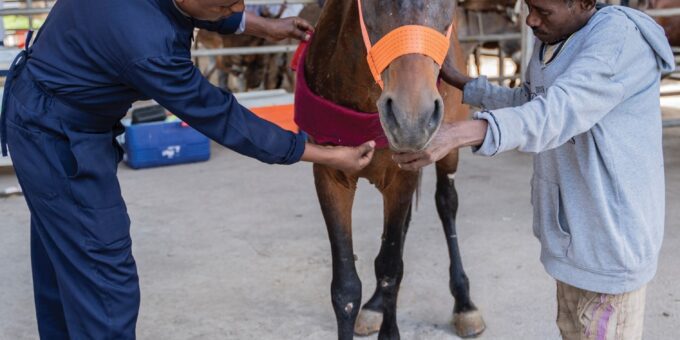 Brown horse having harness padding fitted across his chest.