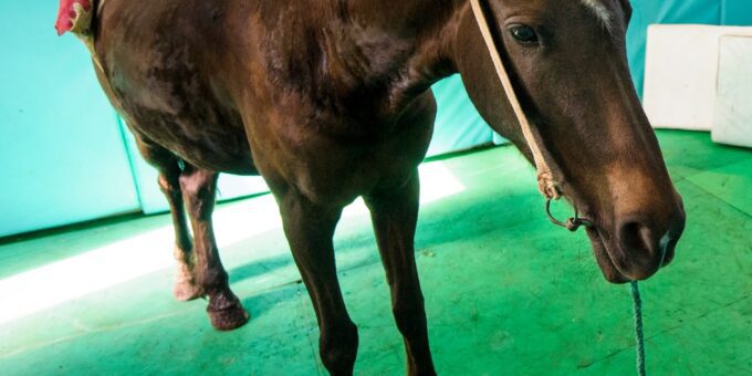 Brown horse standing in operating theatre