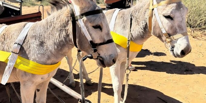 Two donkeys with fresh head collars and harnesses standing in a dry landscape
