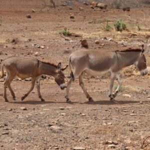 Donkeys walking in a very dry, arid landscape