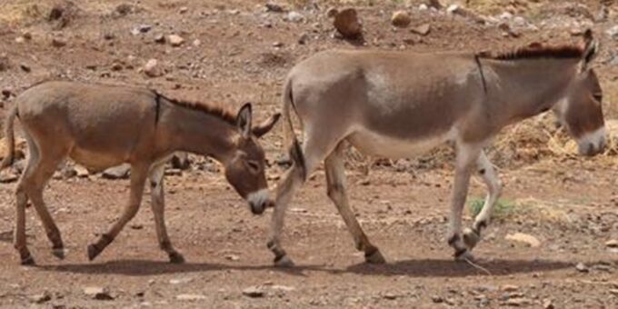 Donkeys walking in a very dry, arid landscape