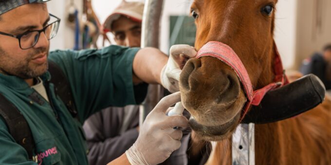 A brown horse having his examined by a vet