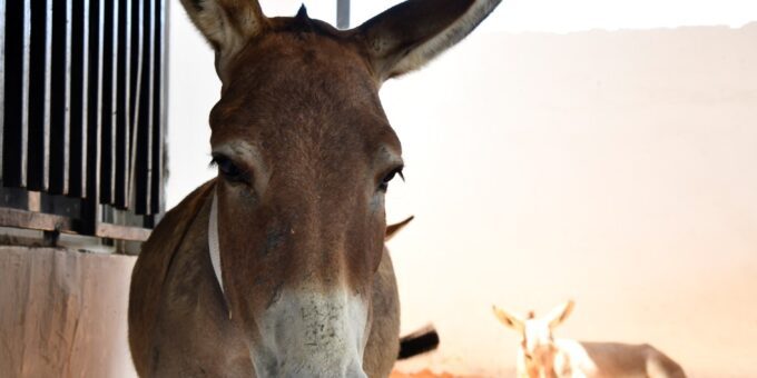 A grey donkey standing in a stable while another donkey rests behind it.