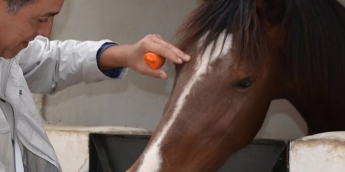 A vet giving a horse a carrot to eat