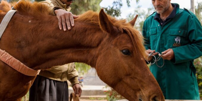 A brown horse drinking from a water trough while his owner and a vet watch.