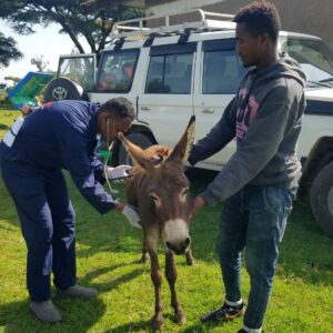A donkey being examined by a vet with his owner standing in front of a mobile clinic.