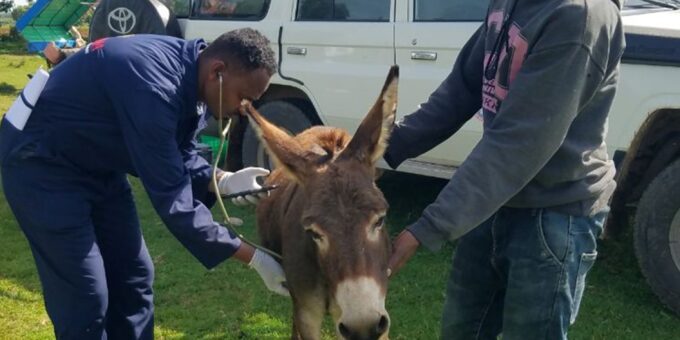 A donkey being examined by a vet with his owner standing in front of a mobile clinic.