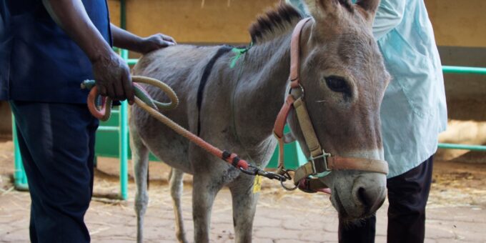 A donkey being examined by a vet at the Bamako centre.