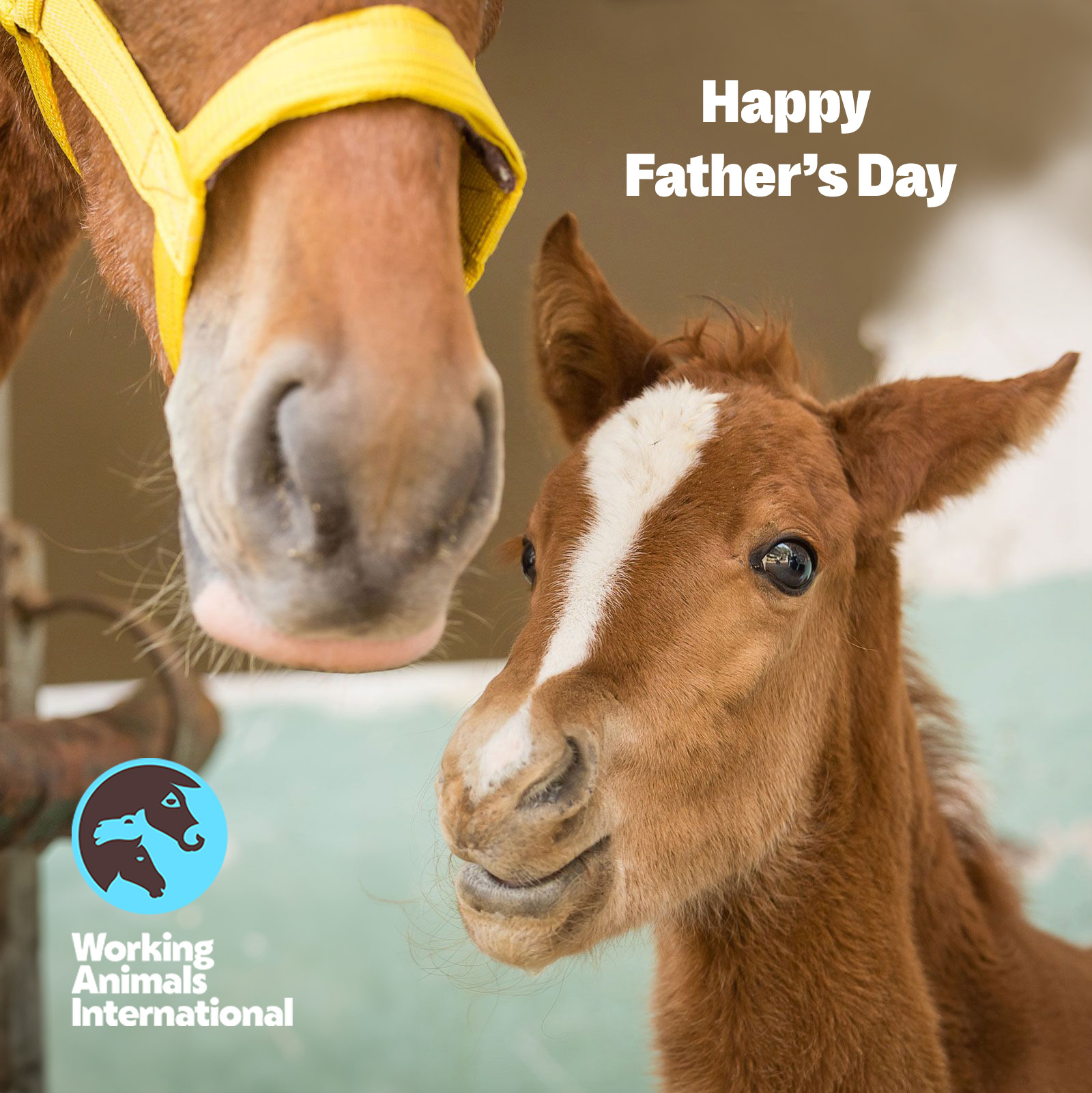 Foal