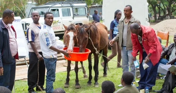 Two horses drinking near to group of people